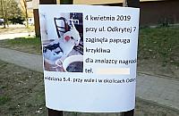 Nimfa widziana nad Wis��. Dla wybawcy nagroda