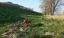 Jeden spacer - kilkadziesiąt kleszczy. Uważaj na psa