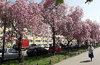 Wiosenne Wrzeciono. "Jak tu pięknie"