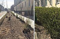 Remont na Starych Bielanach. "Wyci�to pi�kn� ziele�"