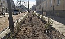 Remont na Starych Bielanach. "Wycięto piękną zieleń"