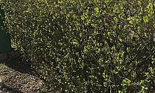 Remont na Starych Bielanach. "Wycięto piękną zieleń"