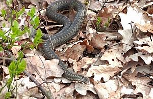 Jadowita żmija w ogródku. Miała prawie metr