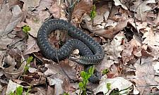 Jadowita żmija w ogródku. Miała prawie metr