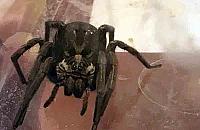 Egzotyczne zwierzęta w blokach. "Pomożecie odnaleźć pupila?"