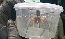 Egzotyczne zwierzęta w blokach. "Pomożecie odnaleźć pupila?"