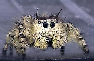 To nie jest fotomontaż. Kosmiczny gość na Zaciszu