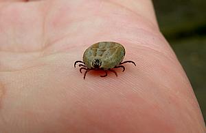 Kleszcze żerują między blokami. Czas na opryski?