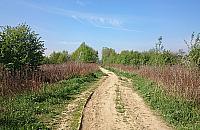 Protestują przeciwko budowie drogi. "To siedlisko chrząszcza"