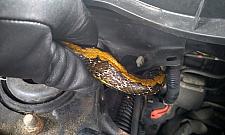 Azjatycki wąż na Bielanach. "Wpełzł do samochodu"