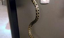 Azjatycki wąż na Bielanach. "Wpełzł do samochodu"