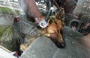 Samochód jak piekarnik. "Psu nie było gorąco"