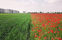 Zachwycające widoki na Bemowie. Ostatnie takie lata?