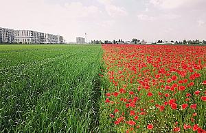 Zachwycające widoki na Bemowie. Ostatnie takie lata?