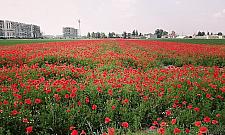 Zachwycające widoki na Bemowie. Ostatnie takie lata?