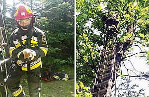 Nietypowa interwencja na Mehoffera. Strażak bohaterem