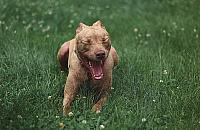 Bez kagańca, bez opieki. Agresywny pies postrachem osiedla