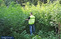 Plantacje marihuany w Jabłonnie i w Legionowie