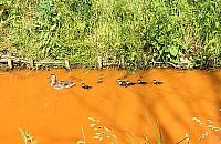 Pomarańczowy Kanał Bródnowski. "Fanta zamiast wody"