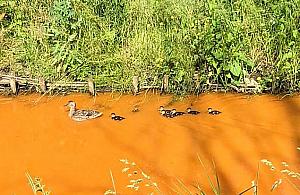 Pomarańczowy Kanał Bródnowski. "Fanta zamiast wody"