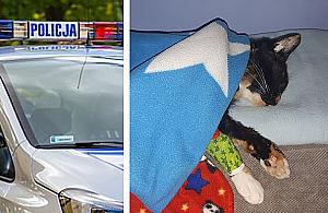 Strzelają do zwierząt. Policja prowadzi śledztwo