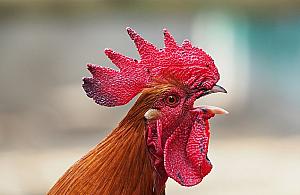 "Chcą uciszyć Antosia". Afera o... koguta