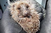 Akcja ratunkowa na Piaskach. "Milutki i skory do zabawy"