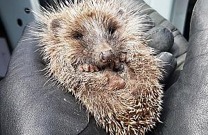 Akcja ratunkowa na Piaskach. "Milutki i skory do zabawy"