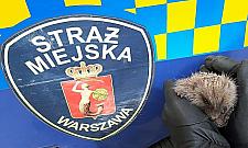 Akcja ratunkowa na Piaskach. "Milutki i skory do zabawy"