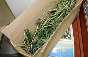 Znalazł "koperek" w lesie na Białołęce. "Był wesoły i wyluzowany"