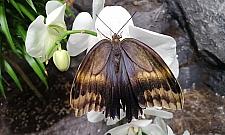 Motyle zapraszają. Jedyne takie miejsce w Warszawie