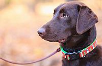 Pies w urzędzie. "Może być niekomfortowo"