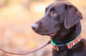 Pies w urzędzie. "Może być niekomfortowo"