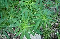 Wesołe pola na Bielanach. Kolejne odkrycie