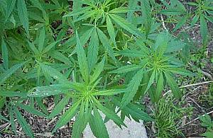 Wesołe pola na Bielanach. Kolejne odkrycie