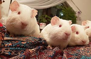 Ponad 100 świnek szuka domu. "Inaczej zostaną uśmiercone"