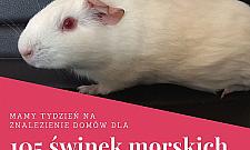 Ponad 100 świnek szuka domu. "Inaczej zostaną uśmiercone"