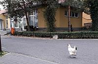 Kura w wielkim mie�cie. "Totalnie wyluzowany ptak"
