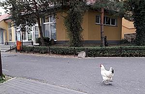 Kura w wielkim mieście. "Totalnie wyluzowany ptak"