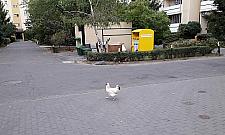 Kura w wielkim mieście. "Totalnie wyluzowany ptak"