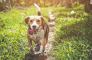 Czytelniczka: "Słodkie kundelki są najgorsze"