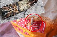 Plaga moli spożywczych. Sanepid: "Koniecznie trzeba je zwalczyć"