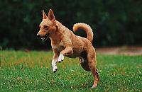 "Zwróciłam uwagę, prawie dostałam kijem". Park dla ludzi czy psów?