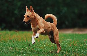 "Zwróciłam uwagę, prawie dostałam kijem". Park dla ludzi czy psów?