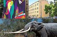 Mamuta na Woli nie było. Będzie w tym roku