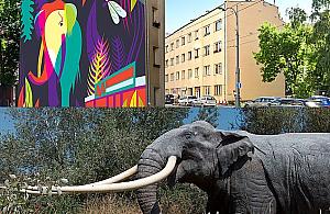 Mamuta na Woli nie było. Będzie w tym roku