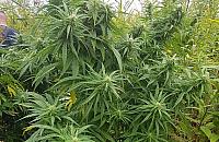 Kolejne wesołe pole na Bielanach. Prywatna hodowla?