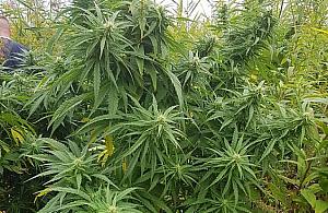 Kolejne wesołe pole na Bielanach. Prywatna hodowla?