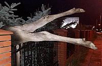 Łoś skonał na ogrodzeniu. "Można było go uratować"