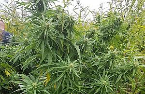 Plantacja marihuany w Wawrze. Kilkadziesiąt dojrzałych krzewów